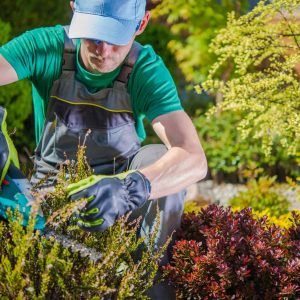 Servicio de Limpieza de Áreas Verdes